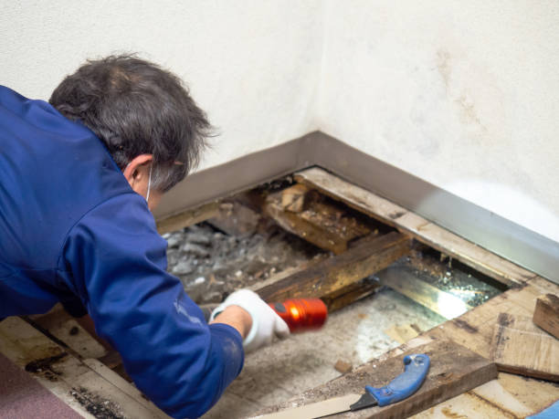 Best Toxic Mold Removal  in Sorrento, LA