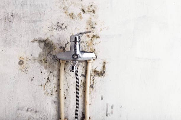 Best Mold Cleaning Services  in Sorrento, LA
