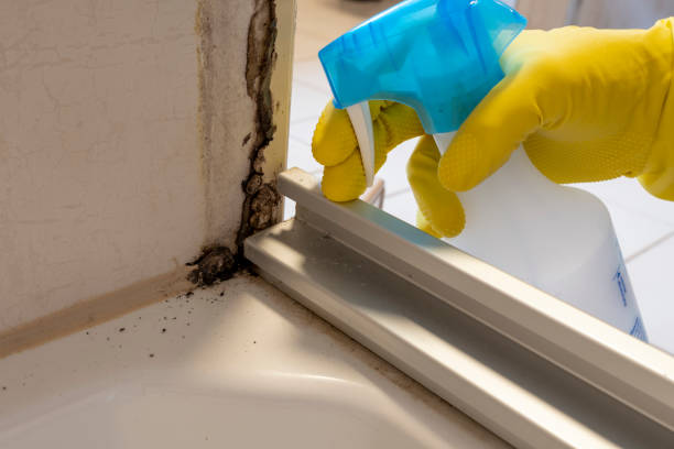 Best Certified Mold Removal  in Sorrento, LA