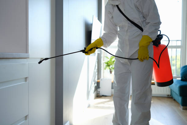 Best Mold Damage Repair  in Sorrento, LA