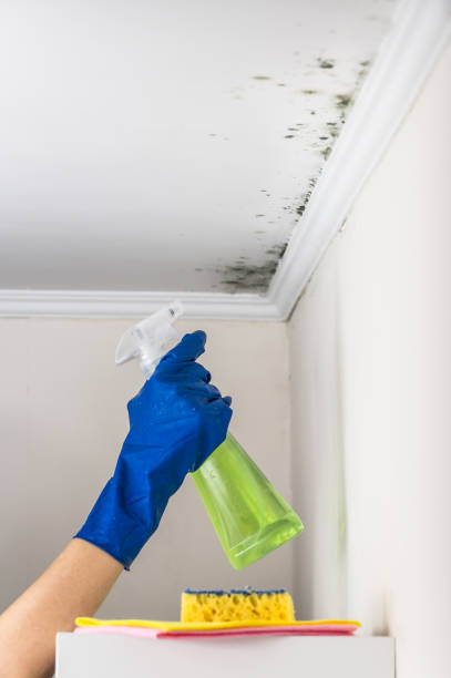 Best Residential Mold Removal  in Sorrento, LA