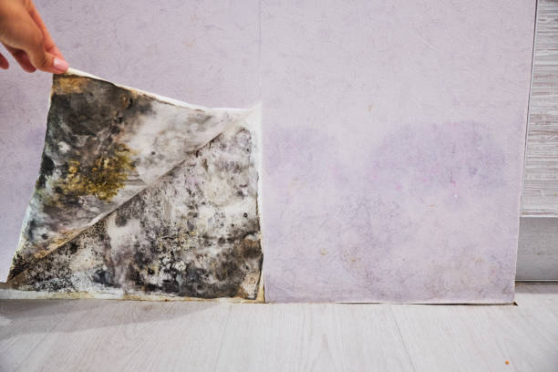 Best Fast Mold Removal  in Sorrento, LA